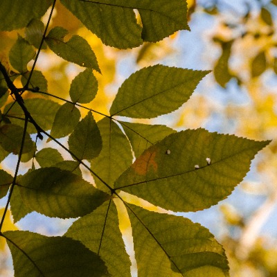 Tree leaves
